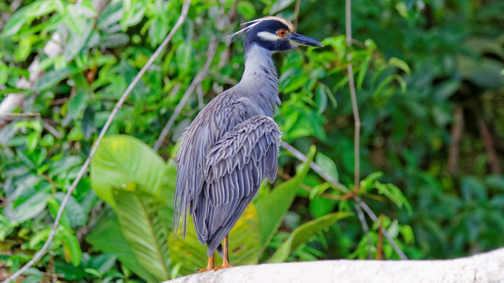 25 - Tortuguero NP (28).jpg